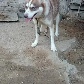 Satlyk Haski it
