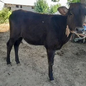 Göle