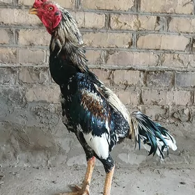 baysok