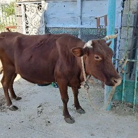 sygyr