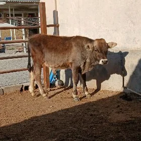 ARASA ŞİWES ÖKÜZ