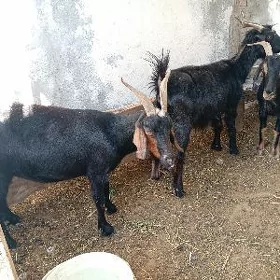 geci erkec