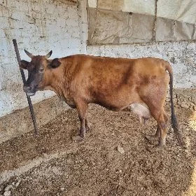 Göleli sygyr