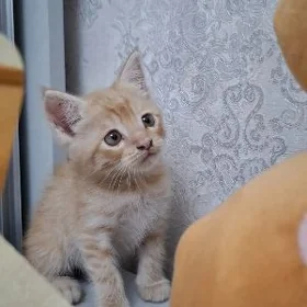 котенок