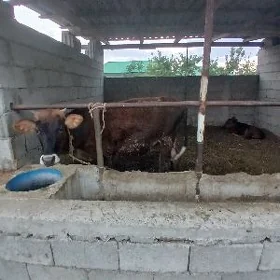 goleli sygyr tuweler goyunlar