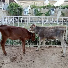 Göle