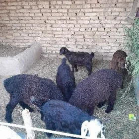 tokly çebiş