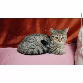 Шотландская кошка