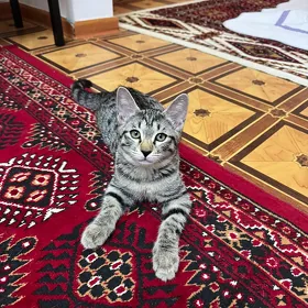 pişik