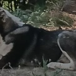 Gonurja