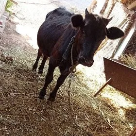 tüwe