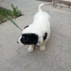 Щенок  Гужук