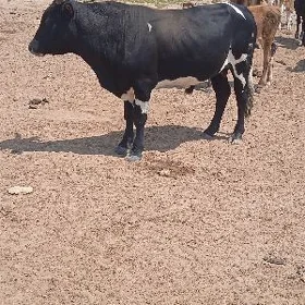 öküz