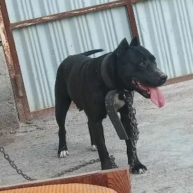 pitbul