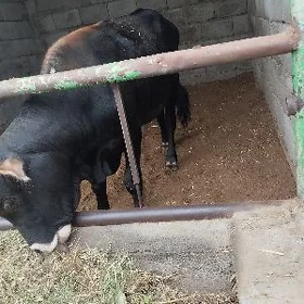Öküz