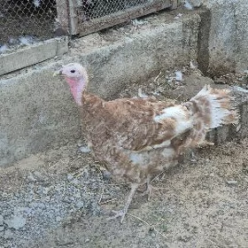 kurk induk