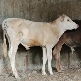 ŞWES TOHUM OKUZ