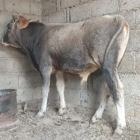 öküz