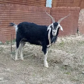Geçi