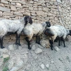 goç