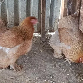 Brama