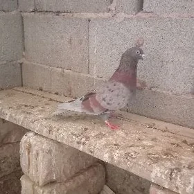 Kepderi
