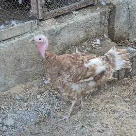 kurk induk