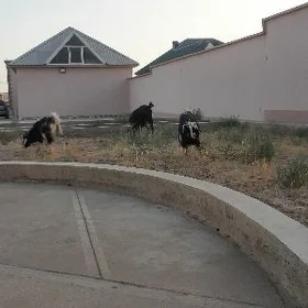 geçi