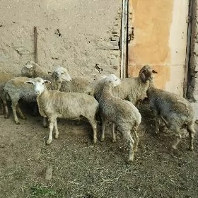 Merinos goyun