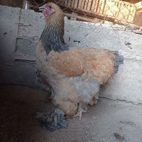 brama towuk
