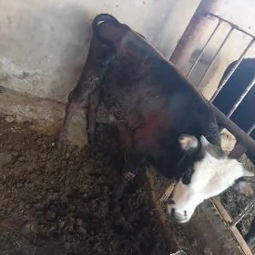 göle