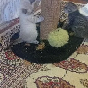 котята