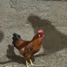 Horaz