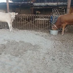 окуз тувеле