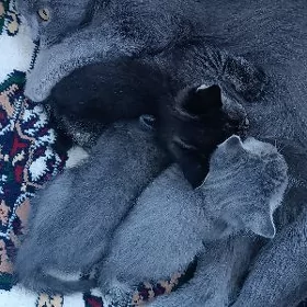отдам добрые руки котят