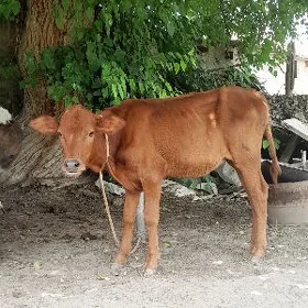 TÜWE
