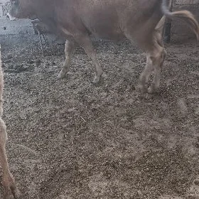okuzce