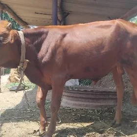 öküz