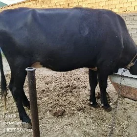 goleli sygyr