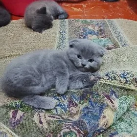 Котёнок
