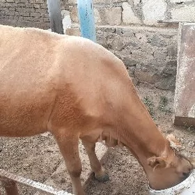sygyr