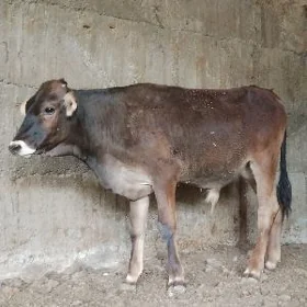 ARASSA TOHUM OKUZ