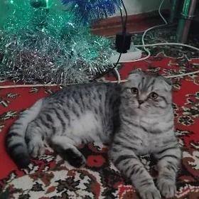 кот