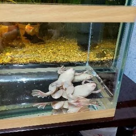лягушки аквариумные