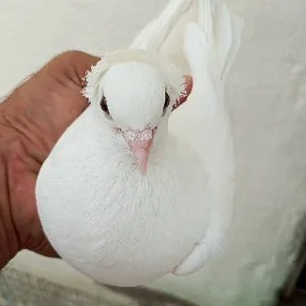 kepderi