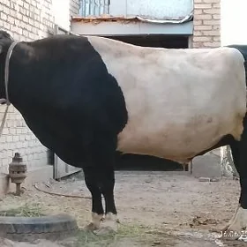 öküz
