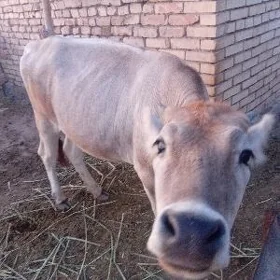 göle