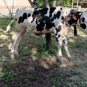 galisdeyin okuzce