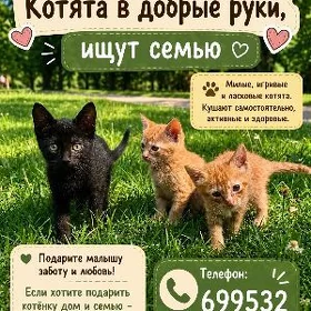 Котята в добрые руки