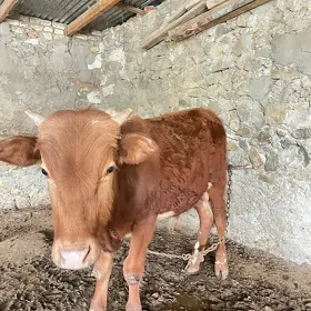 göle
